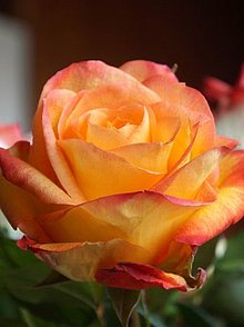 Im Vordergrund eines Rosenstraußes blüht eine orangefarbene Rose.