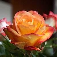 Im Vordergrund eines Rosenstraußes blüht eine orangefarbene Rose.