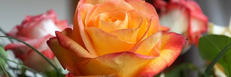 Im Vordergrund eines Rosenstraußes blüht eine orangefarbene Rose.